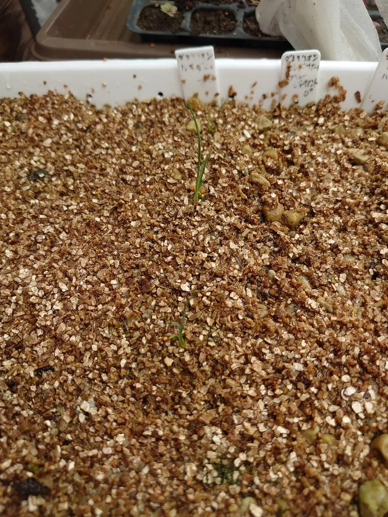 Dasylirion lucidum (ダシリリオン ルキダム)