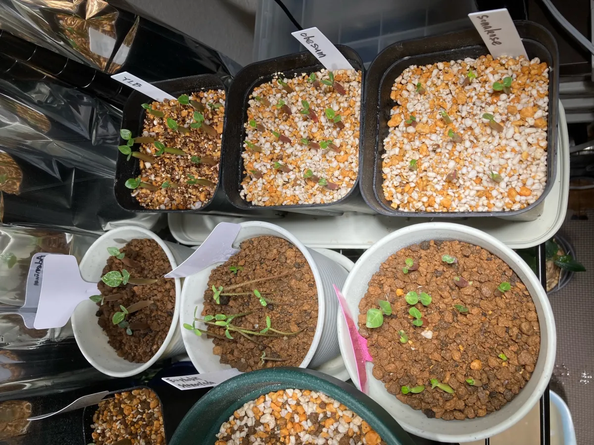 Adenium somalense (アデニウム ソマレンセ)