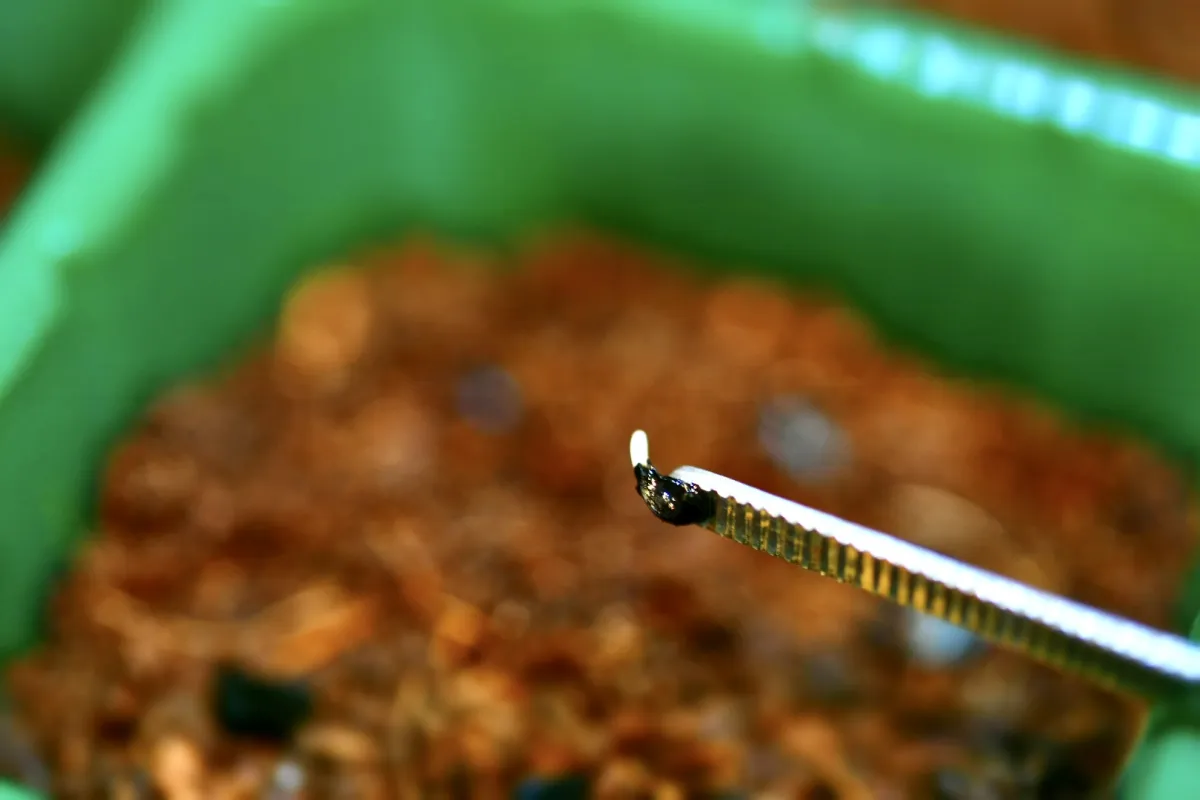 Agave ghiesbreghtii 'Purpusorum' (アガベ パルプソーラム)