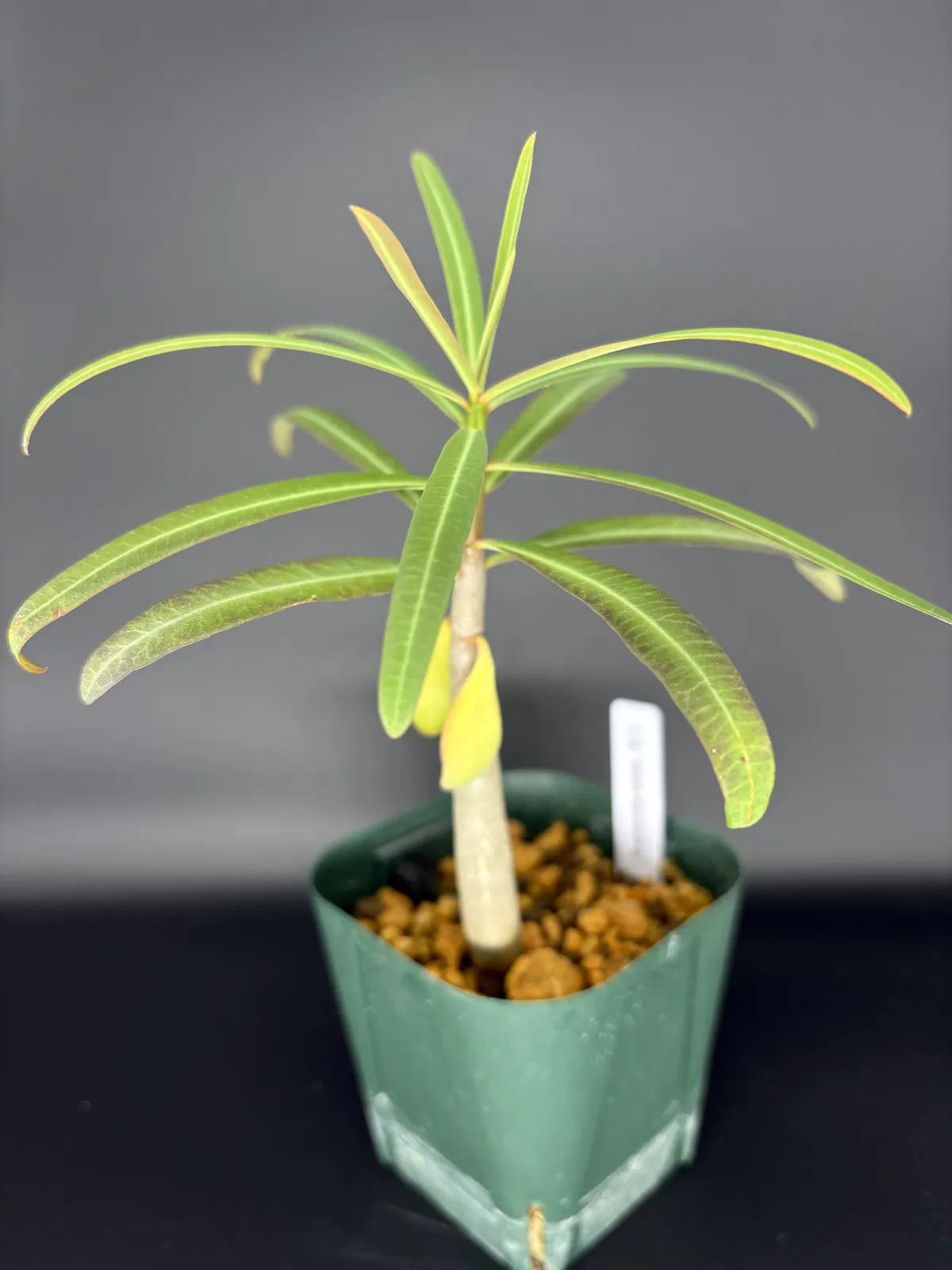 Euphorbia antso (ユーフォルビア アントソ)