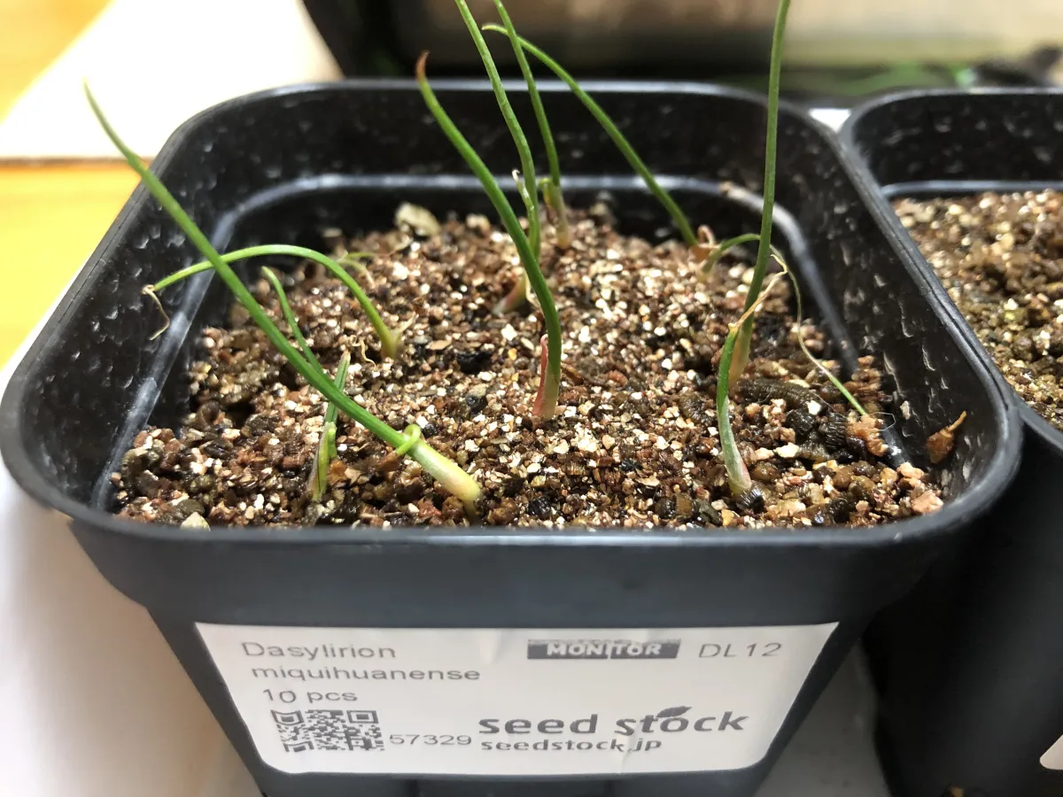 Dasylirion miquihuanense (ダシリリオン ミキワネンシス)