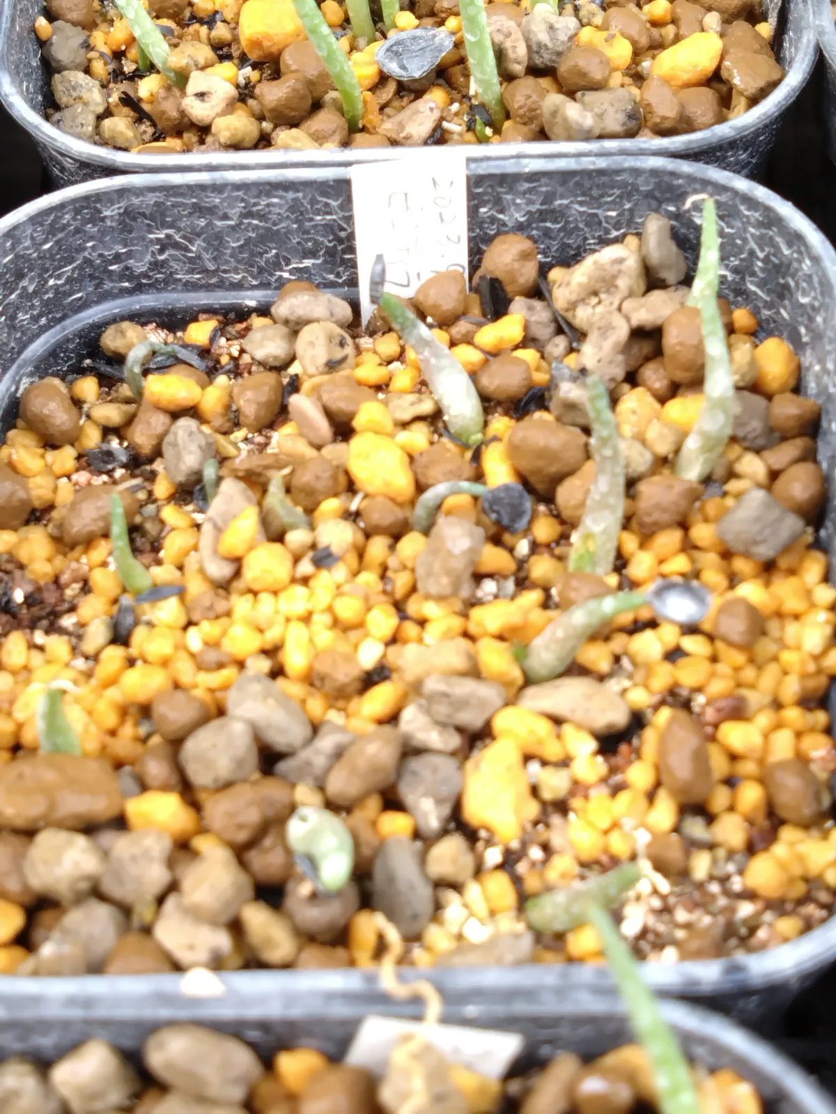 Agave pintilla (アガベ ピンティラ)