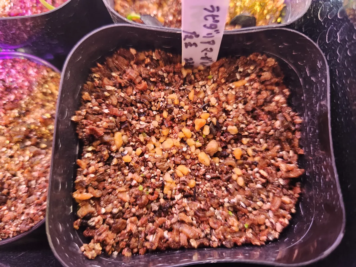 Lapidaria margaretae (ラピダリア マーガレッティ 魔玉)