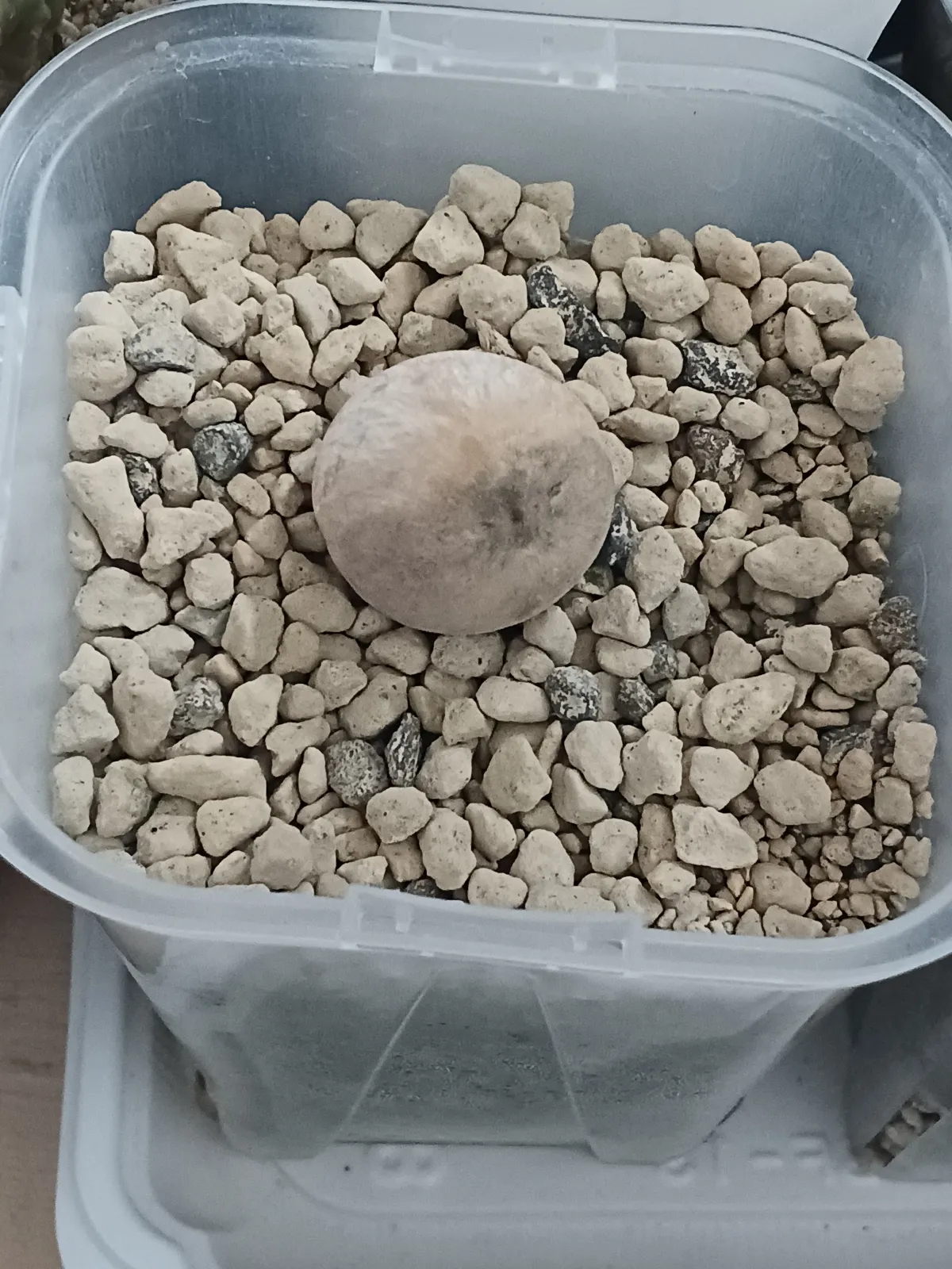 Cycas cairnsiana (サイカス カイルンシアナ)