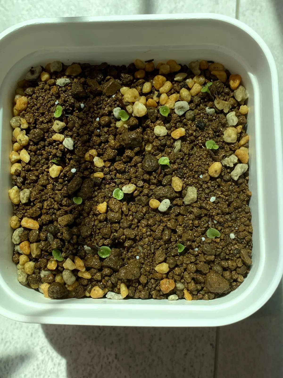 Hechtia glomerata (ヘクチア グロメラータ)