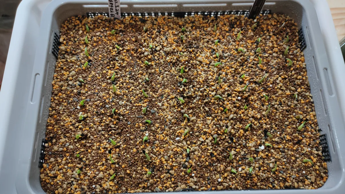 Agave oteroi (アガベ オテロイ)