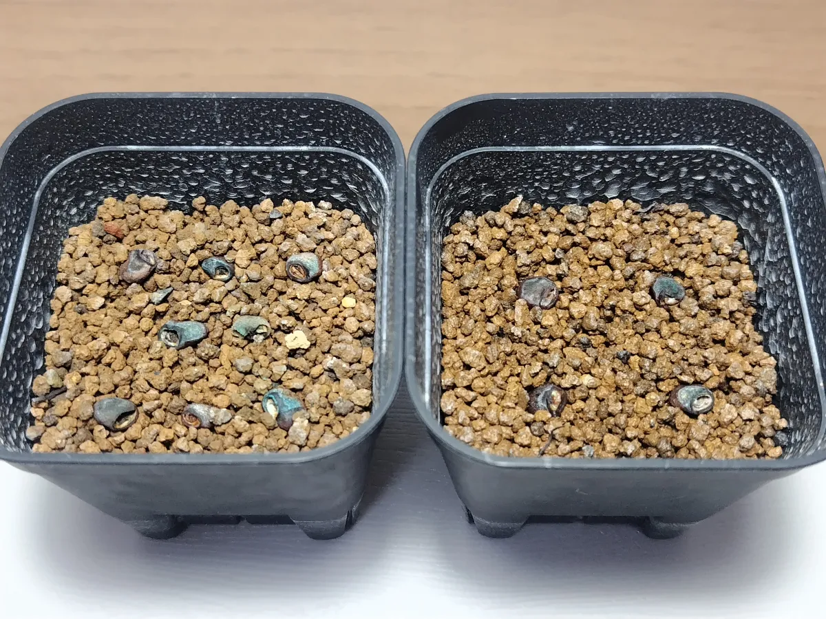 [無料種子] パキプスくじ