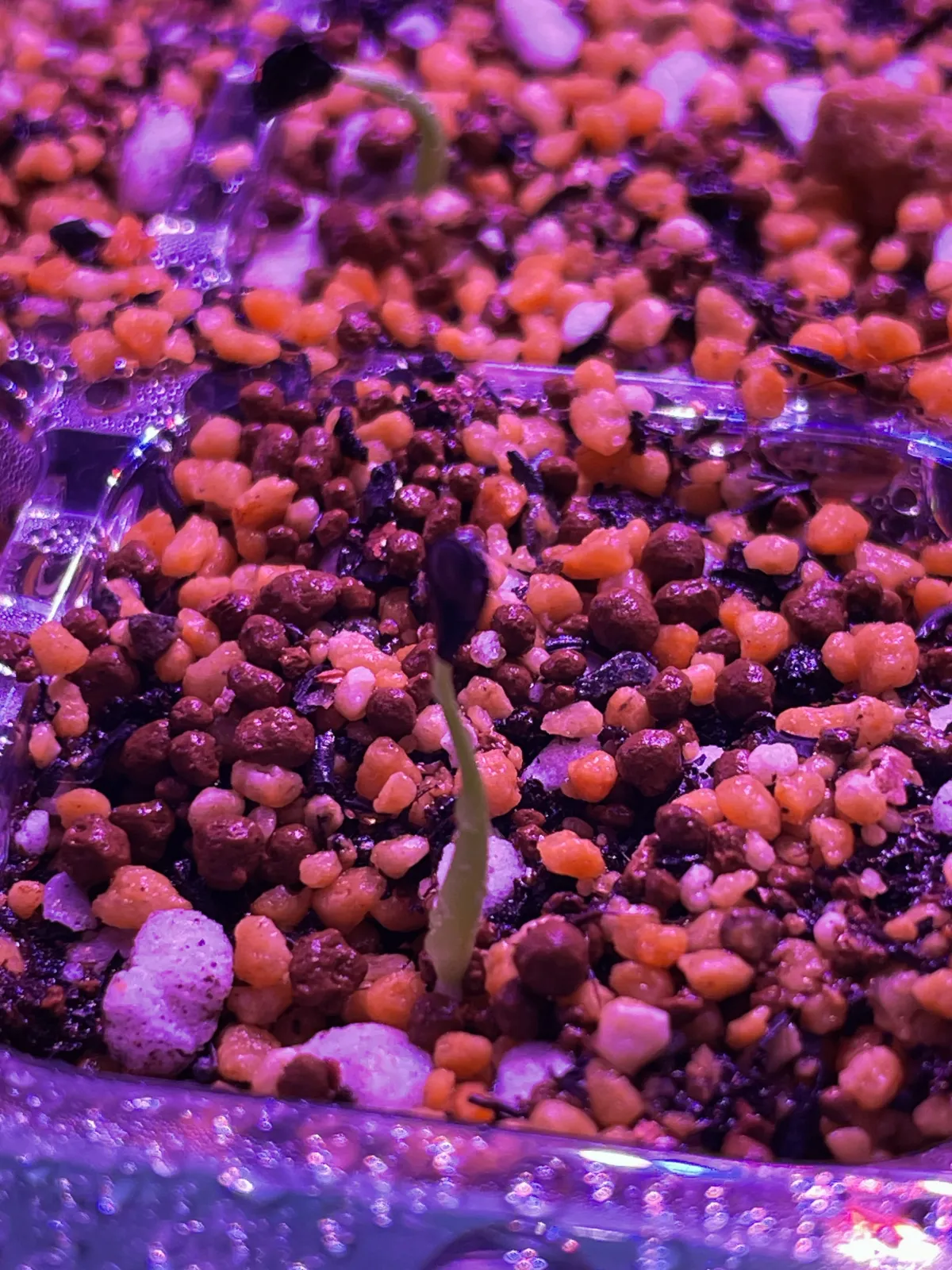 Agave utahensis var. eborispina (アガベ エボリスピナ)