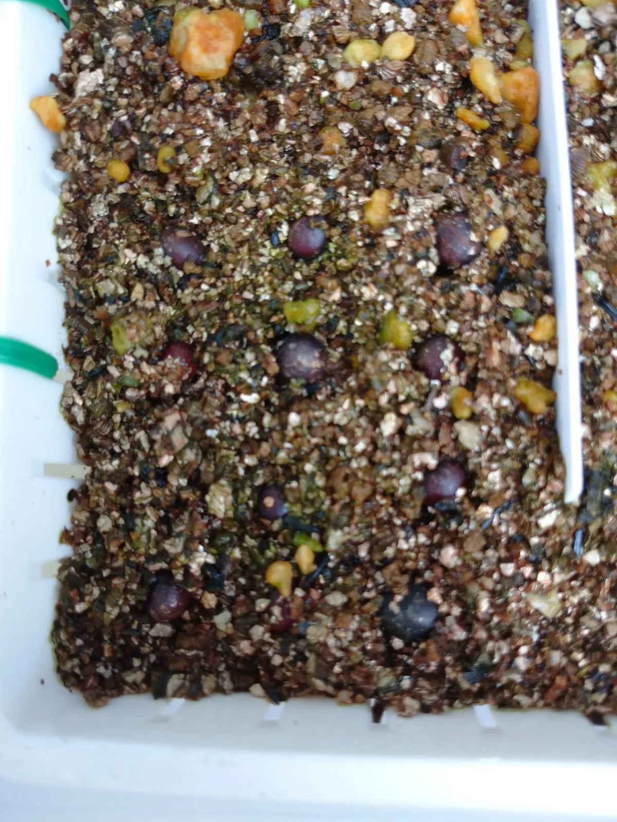 Washingtonia robusta (ワシントニア ロブスタ)