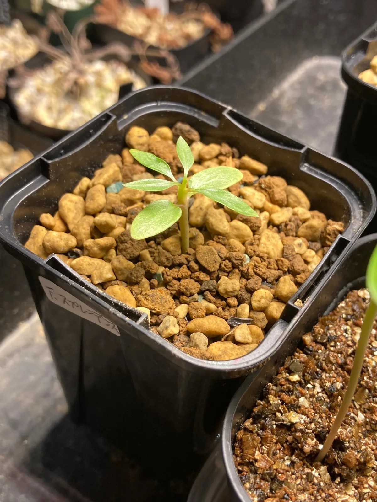 Fouquieria splendens ssp. splendens (フォークイエリア スプレンデンス)