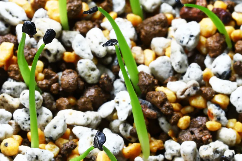 Agave utahensis var. eborispina 'Corkscrew' (アガベ ユタエンシスコークスクリュー)