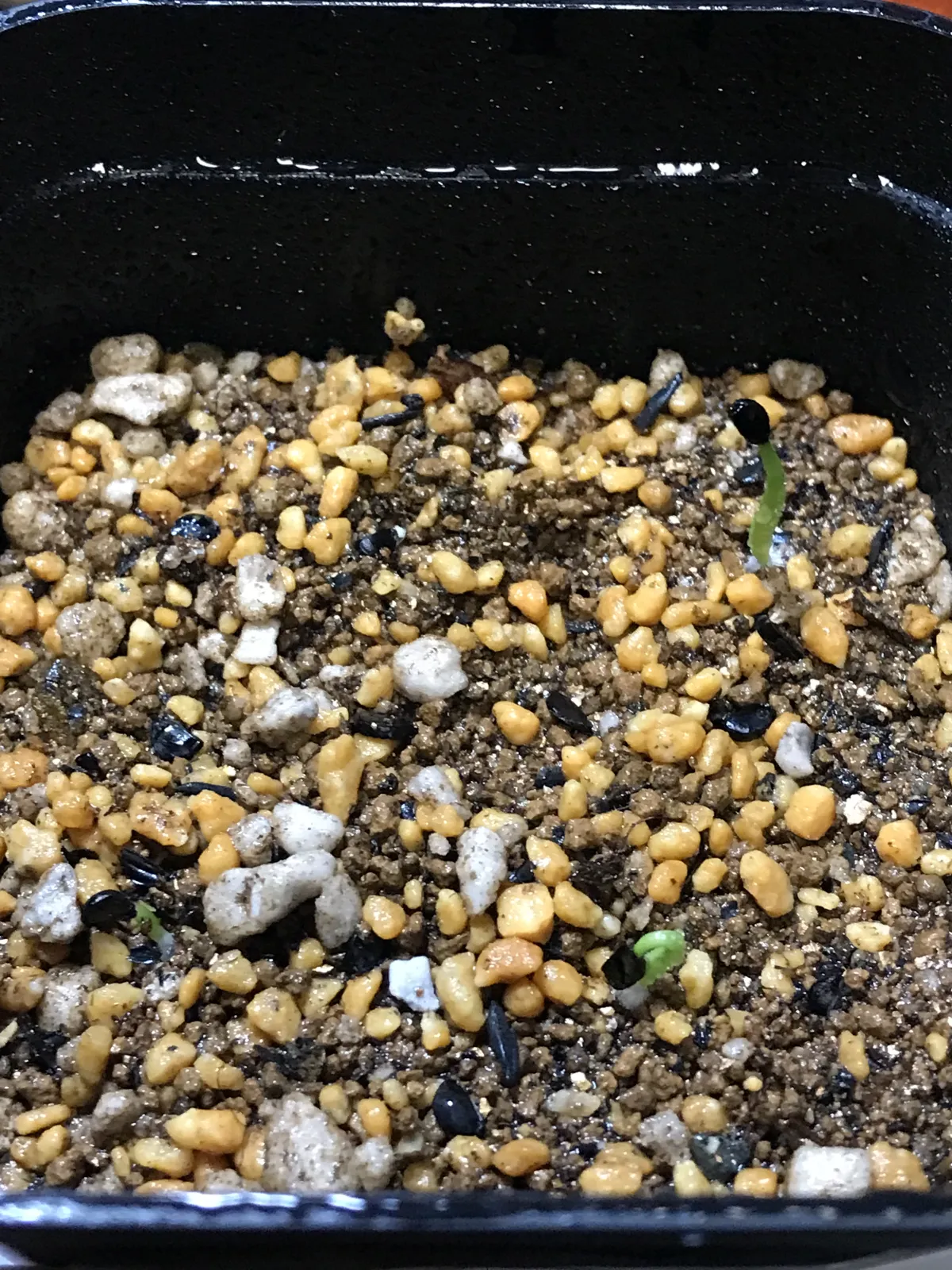 Agave filifera var. compacta (アガベ フィリフェラコンパクタ)