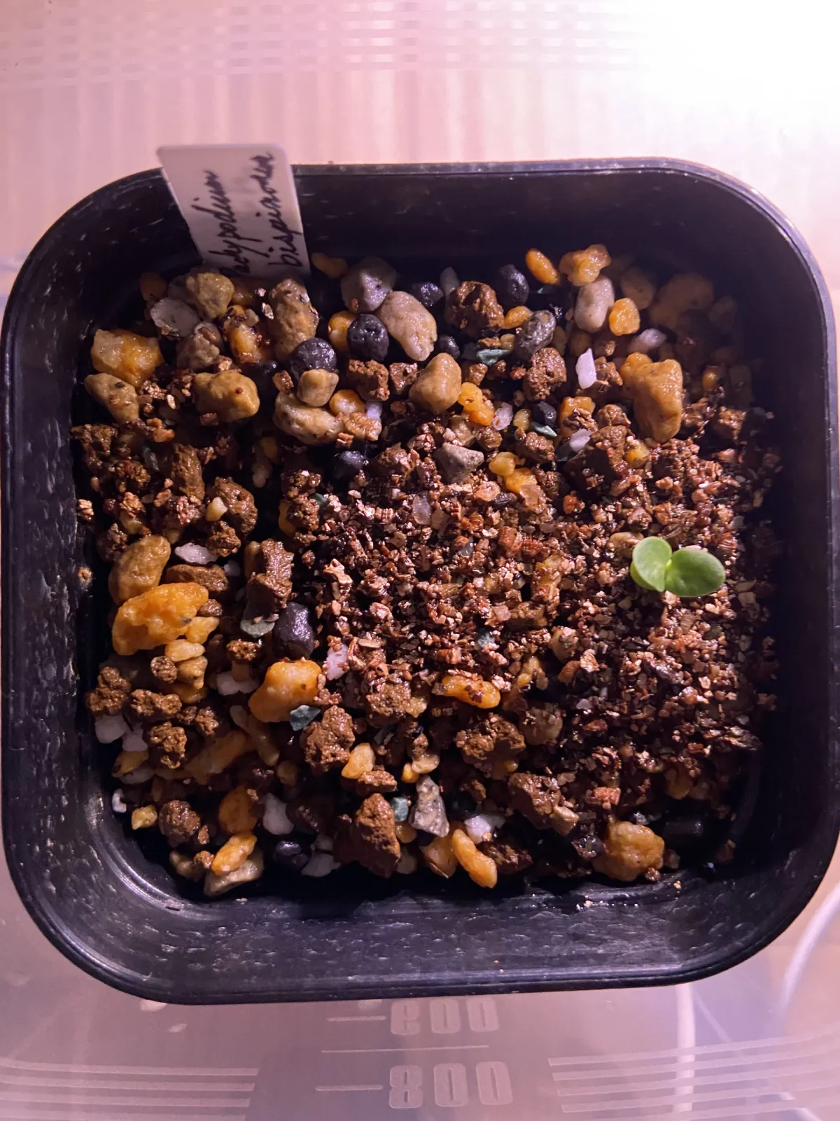 Pachypodium bispinosum (パキポディウム ビスピノーサム)