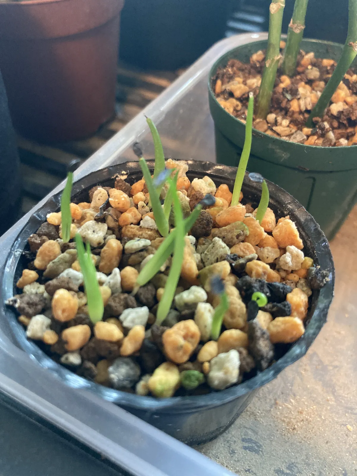 Agave horrida subsp. perotensis (アガベ ペロテンシス)