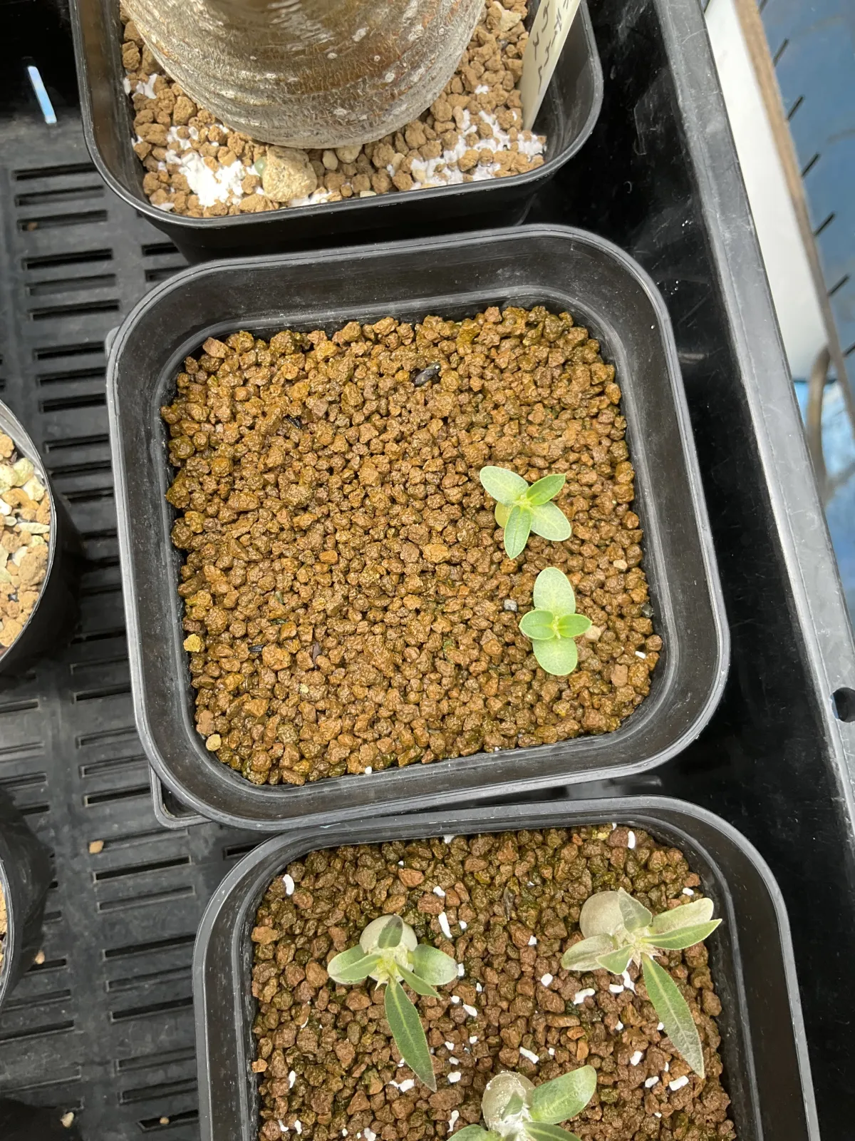 Pachypodium enigmaticum (パキポディウム エニグマチカム)