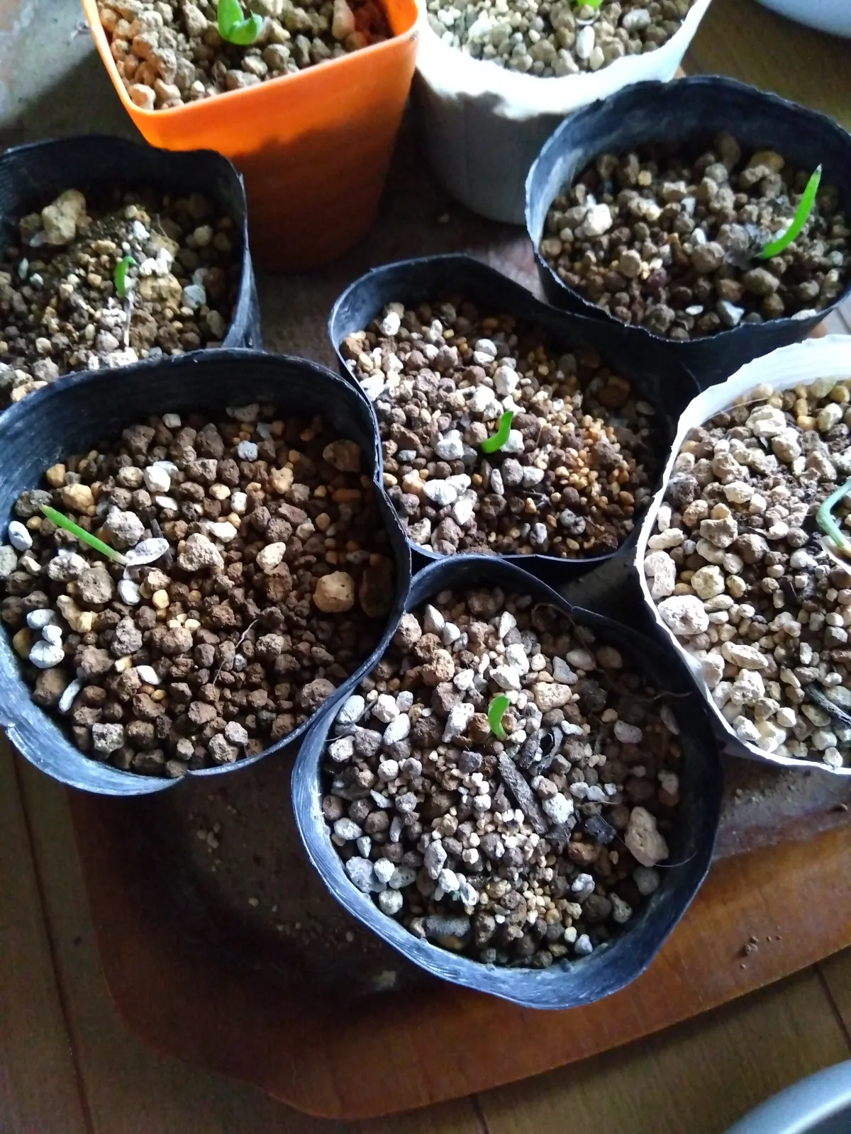 Aloe suzannae (アロエ スザンナエ)