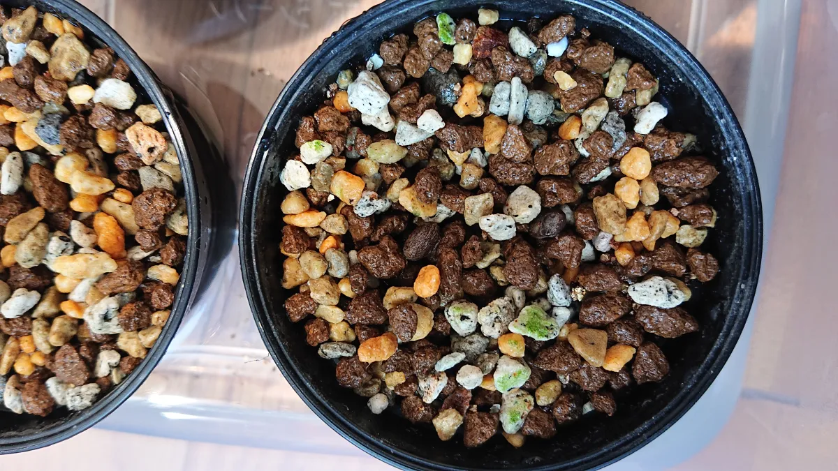 Operculicarya decaryi (オペルクリカリア デカリー)