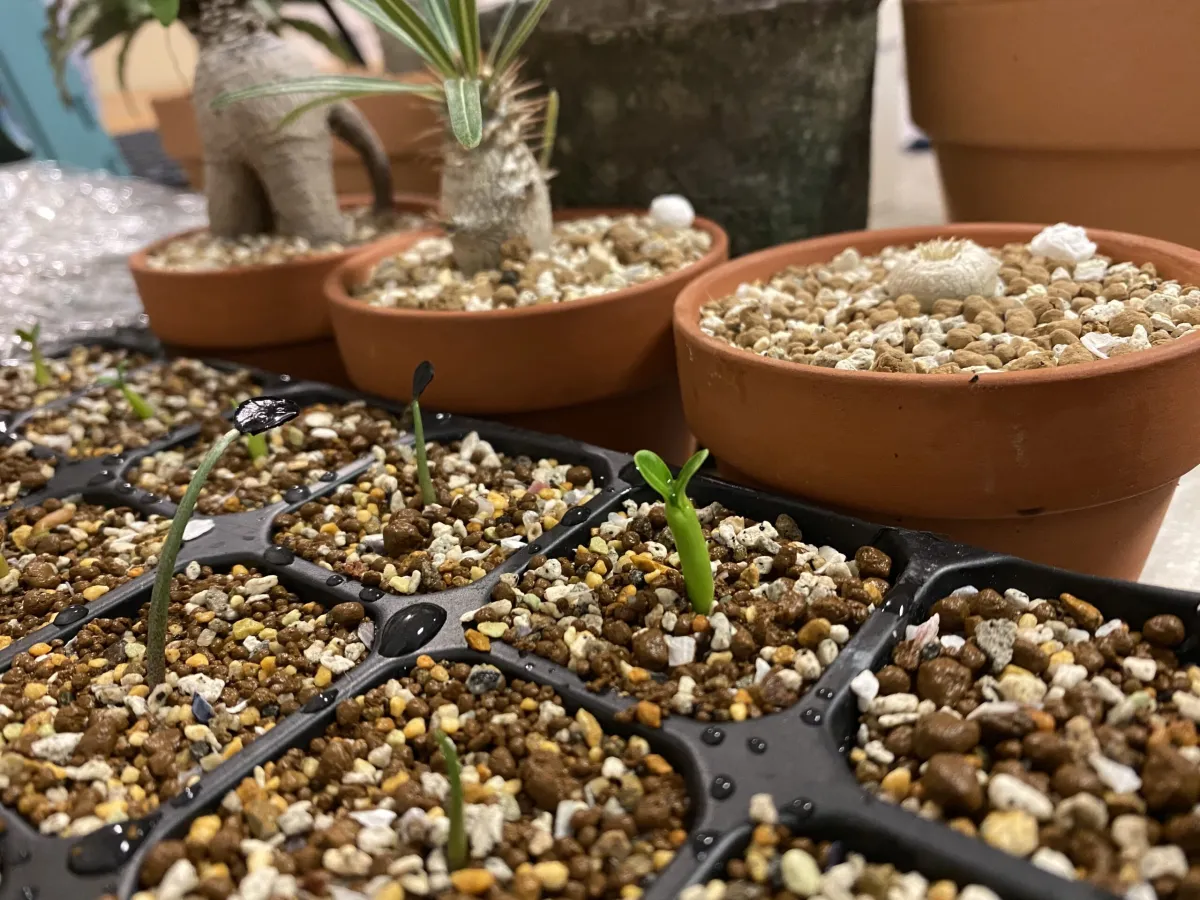 Pachypodium lamerei (パキポディウム ラメレイ 夢叶棒)