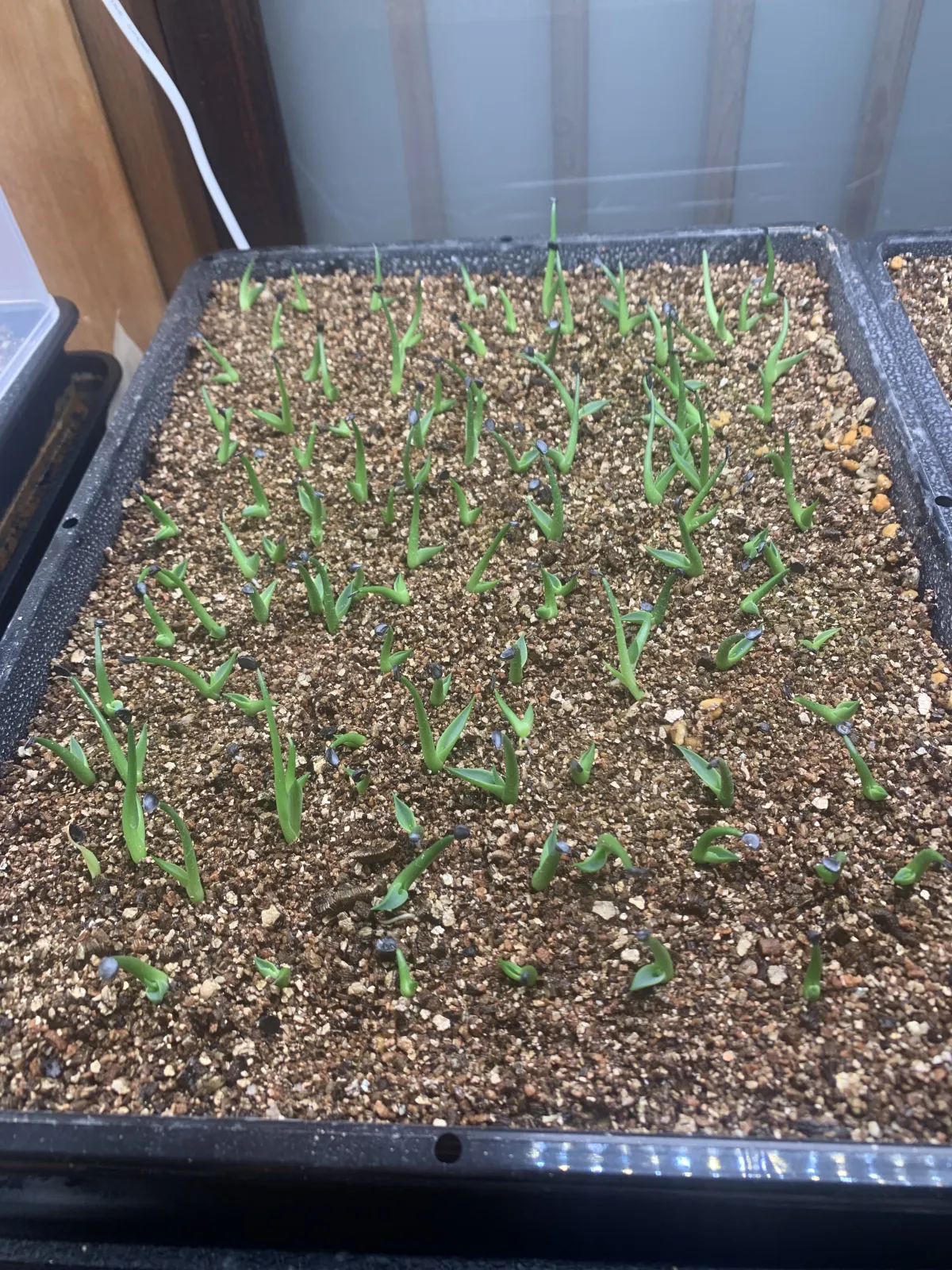 Agave utahensis ssp. kaibabensis (アガベ カイバベンシス)