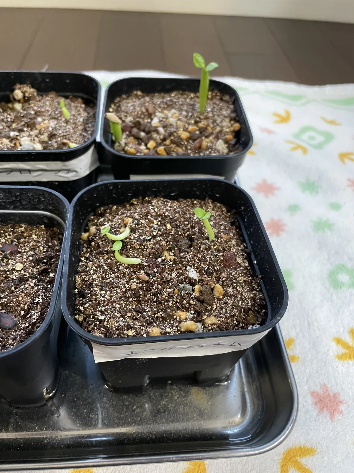 Pachypodium enigmaticum (パキポディウム エニグマチカム)