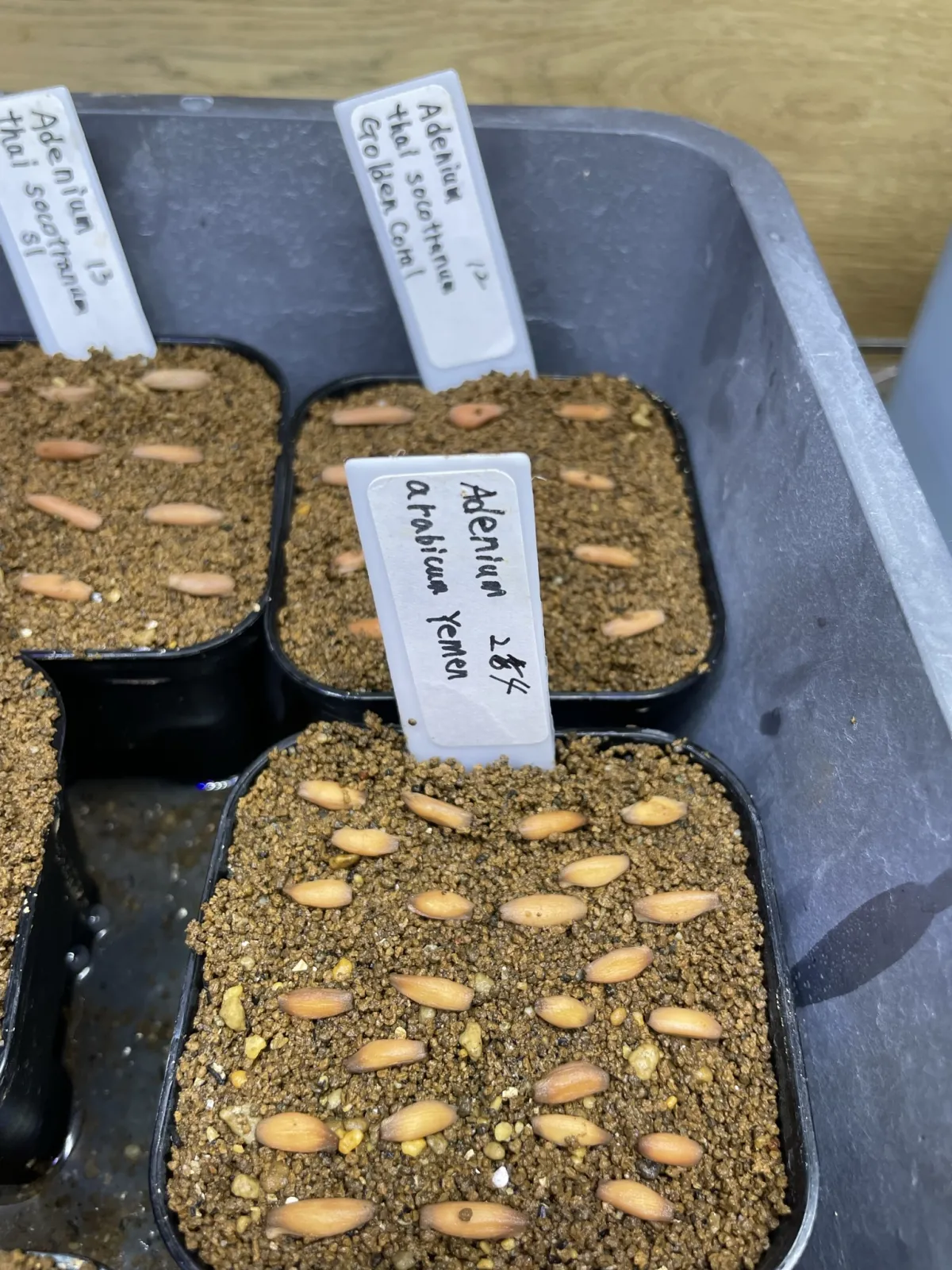 Adenium arabicum (アデニウム アラビカム イエメン)