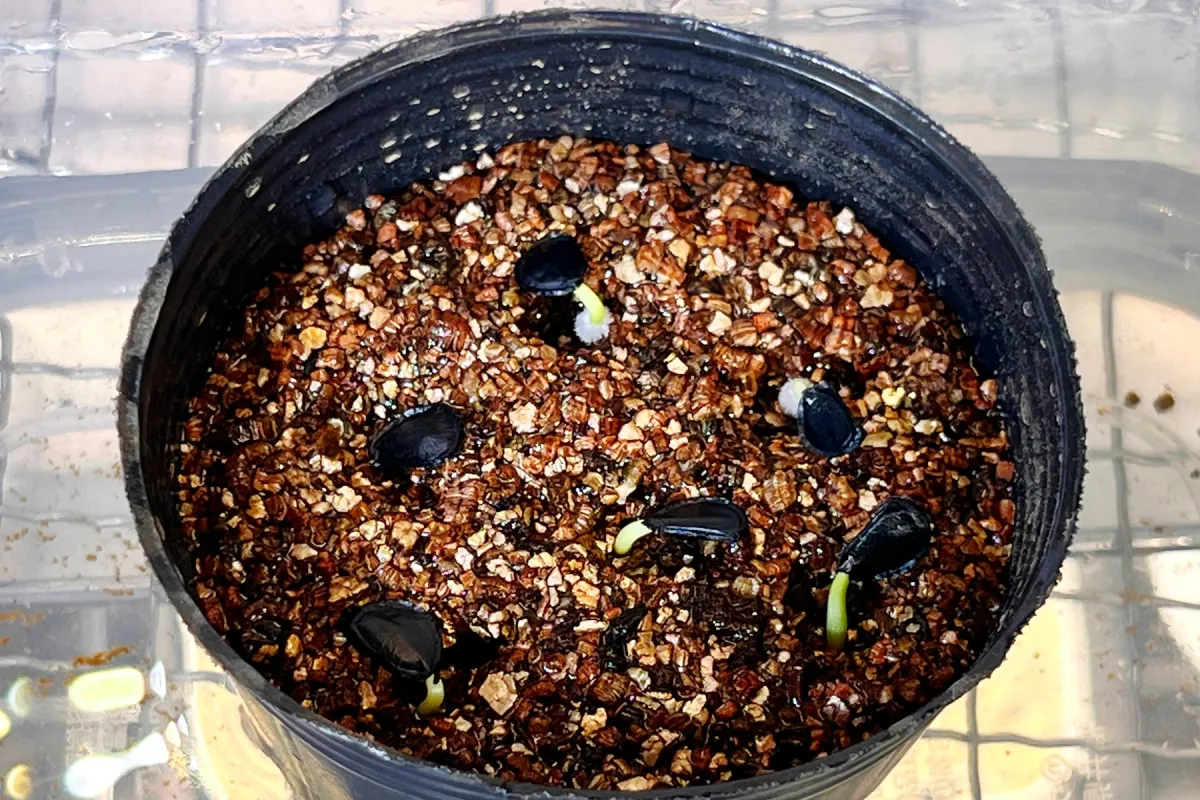 Agave parryi x flexispina (アガベ パリー x フレキシスピナ)