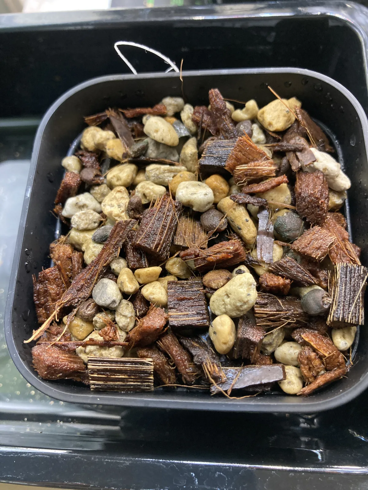 [無料種子] パキプスくじ