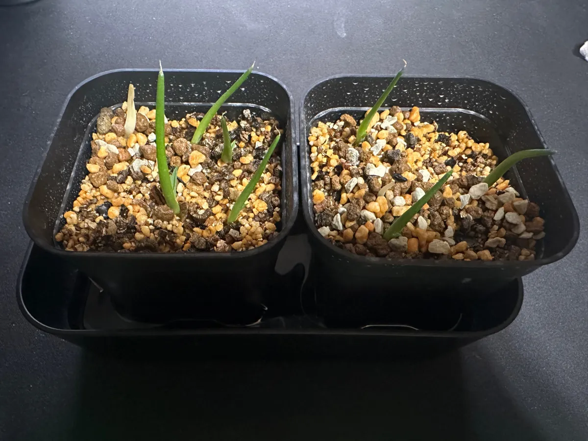 Agave gracilipes (アガベ グラシリペス)