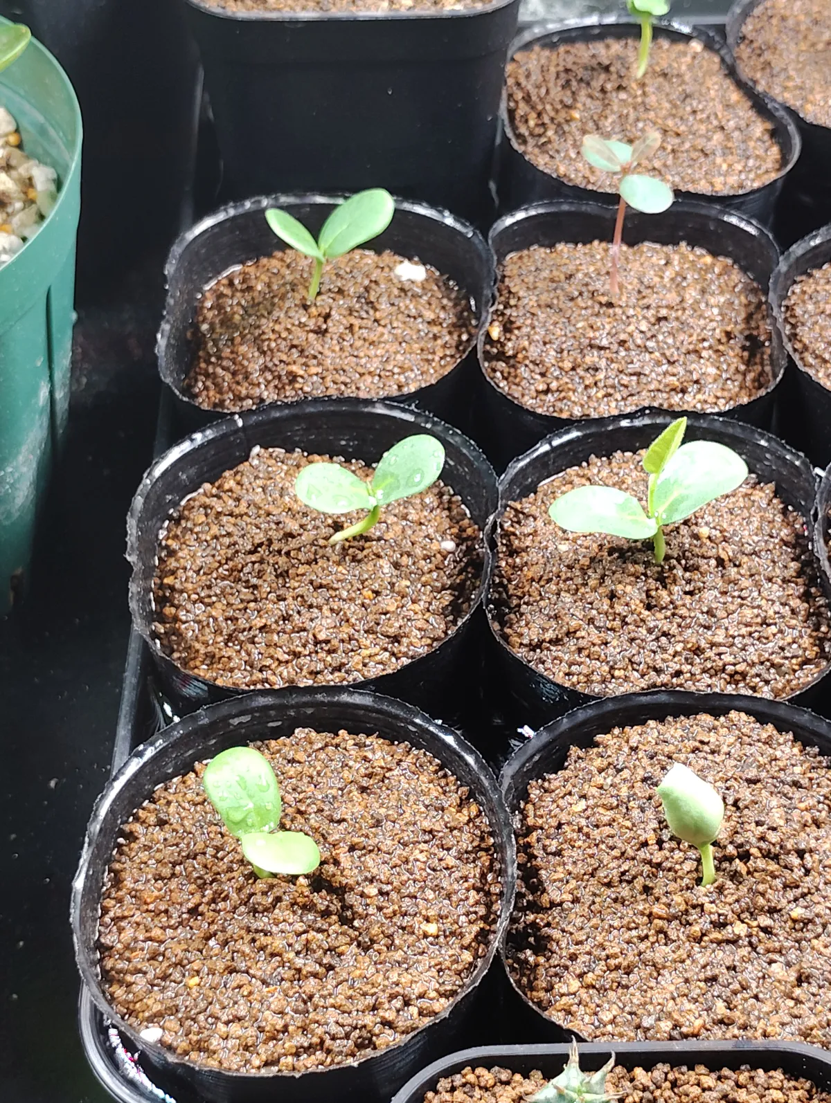 Bolusanthus speciosus (ボルサンサス スペシオサス)