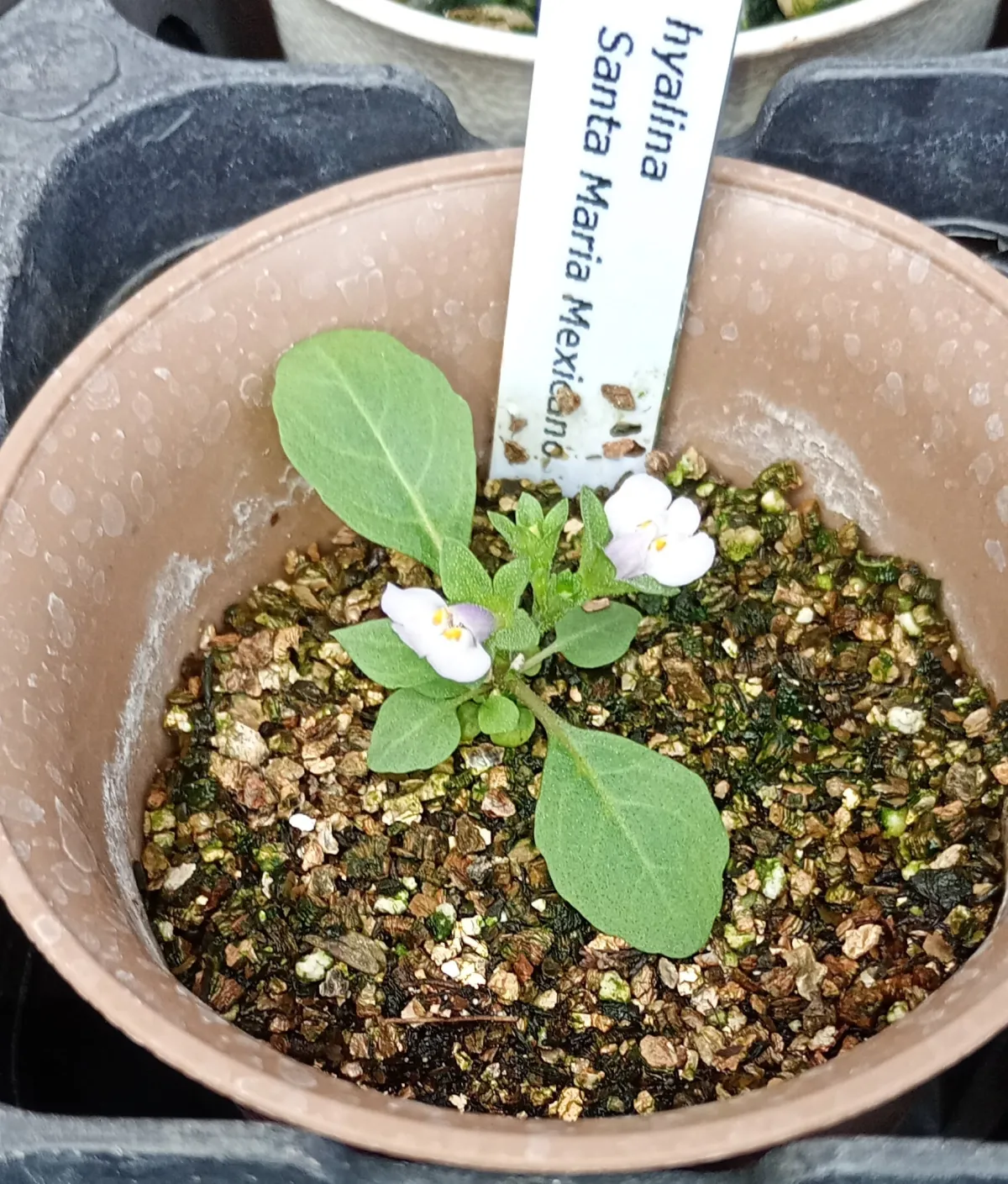 Echeveria hyalina Santa Maria Mexicana (エケベリア ヒアリナ サンタマリア メキシカーノ)