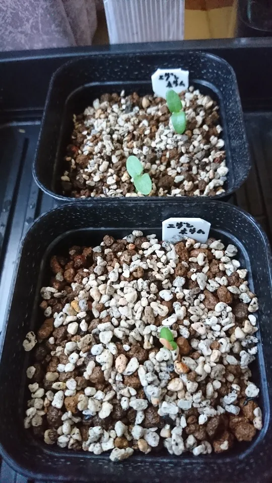 Pachypodium rosulatum var. eburneum (パキポディウム エブレネウム)