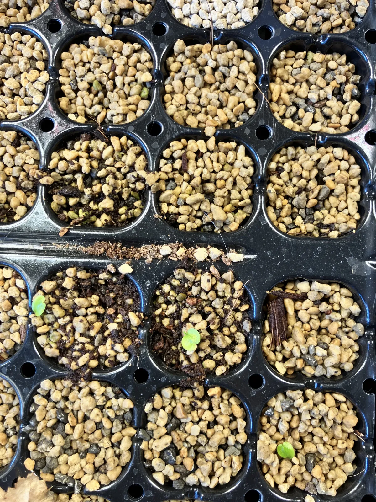 Philodendron el_macano El Macano (フィロデンドロン エル・マカノ)