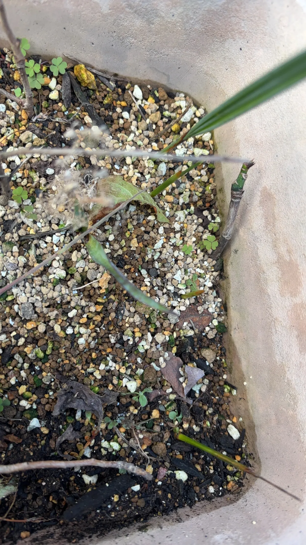 Brahea armata 'Sonora' (ブラヘア アルマータソノラ)