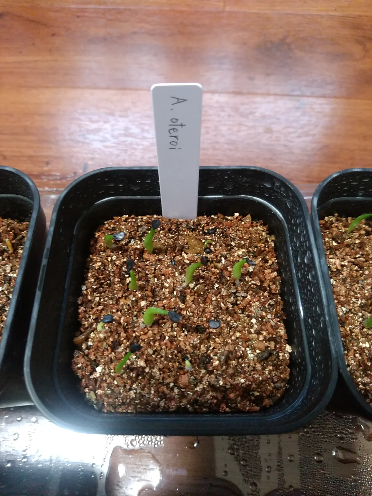 Agave oteroi (アガベ オテロイ)