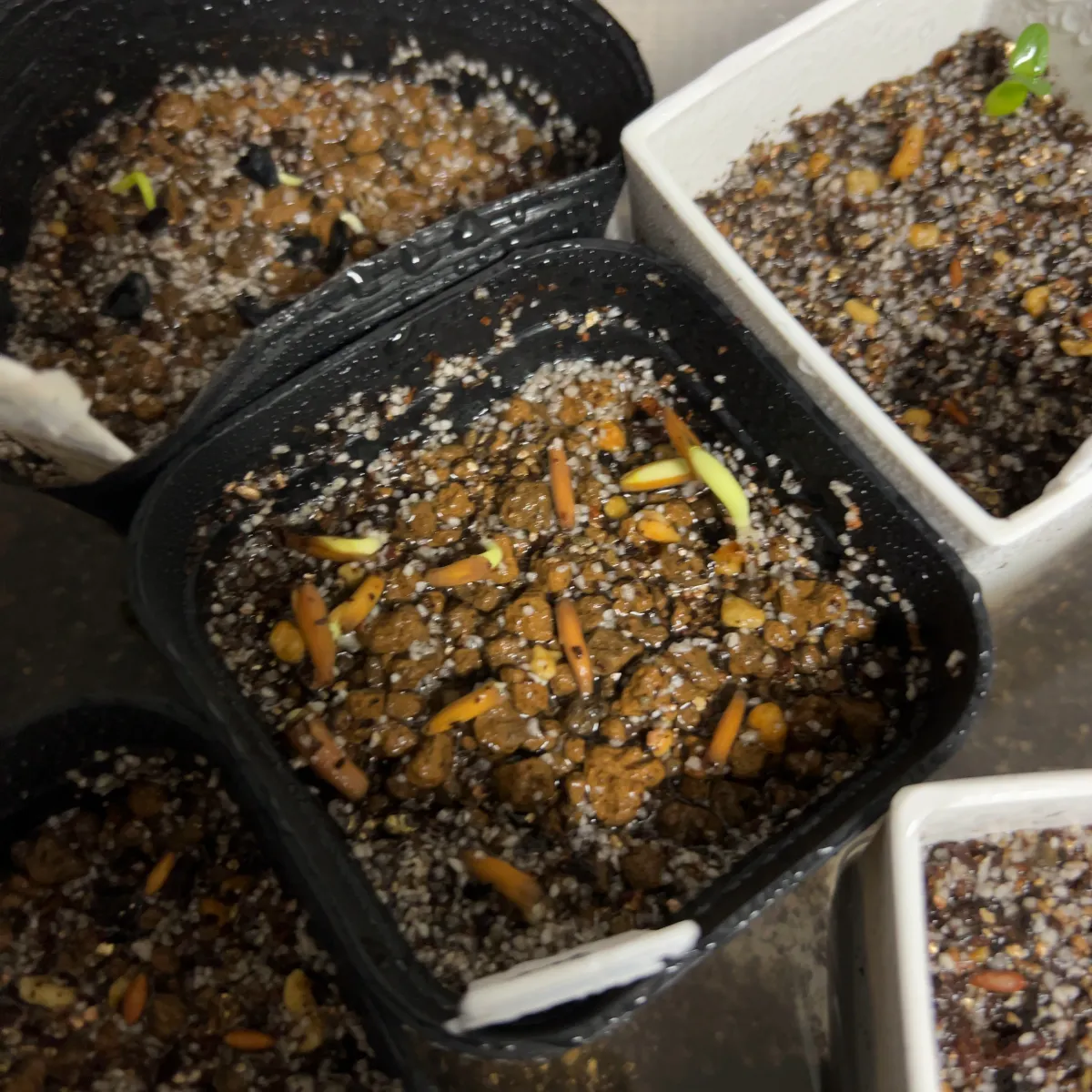 Adenium obesum (アデニウム オベスム)