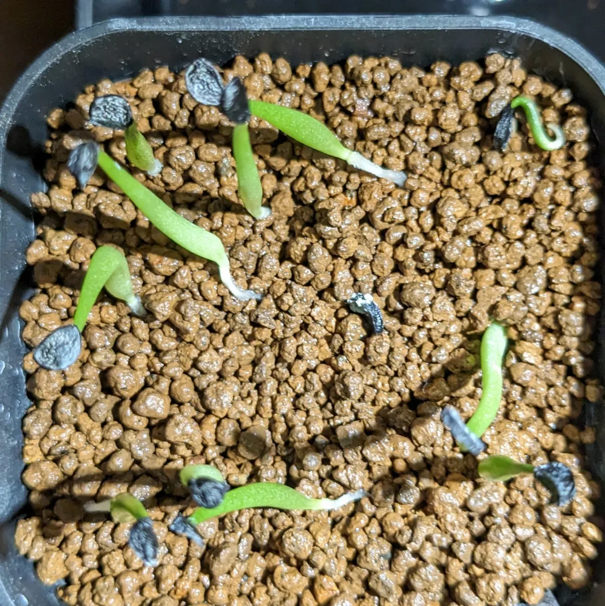 Agave univittata (アガベ ヘテラカンサ)