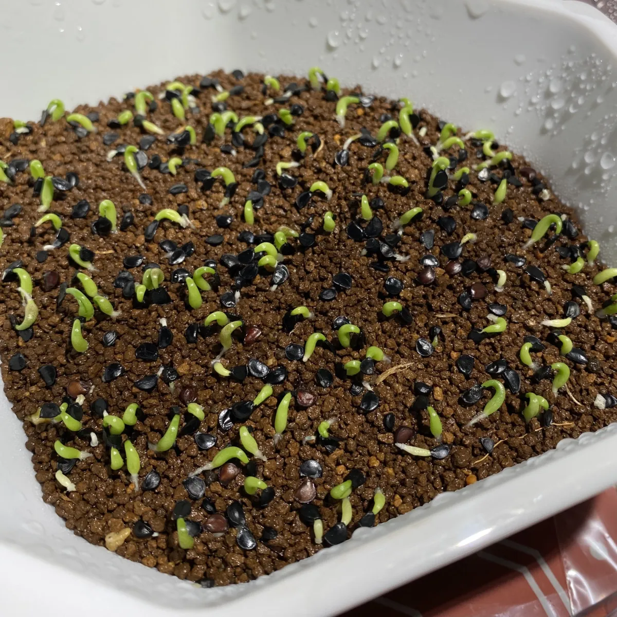 Agave oteroi (アガベ オテロイ)