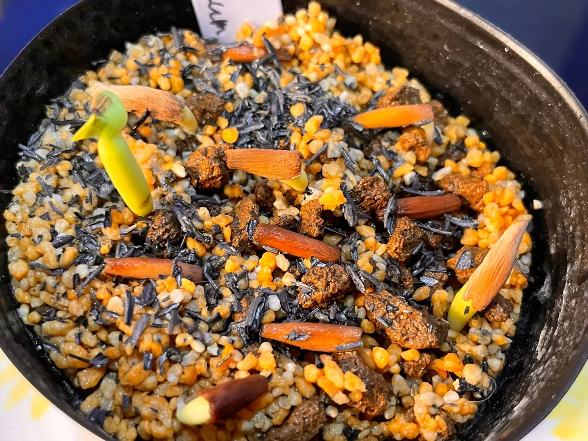 Adenium obesum (アデニウム オベスム)