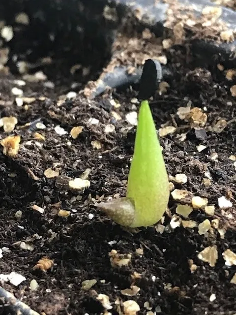 Agave oteroi (アガベ オテロイ)