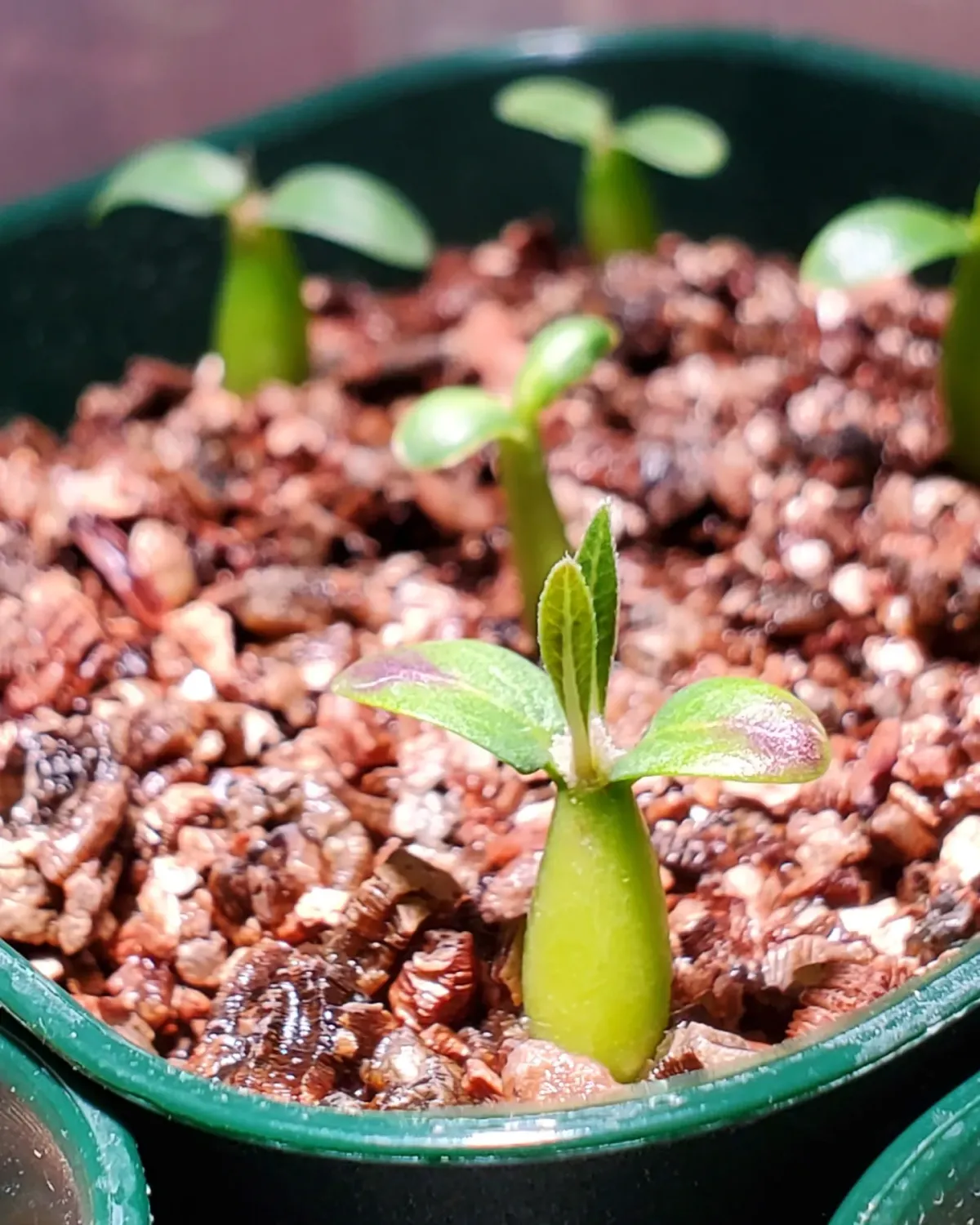 Pachypodium horombense (パキポディウム ホロンベンセ)