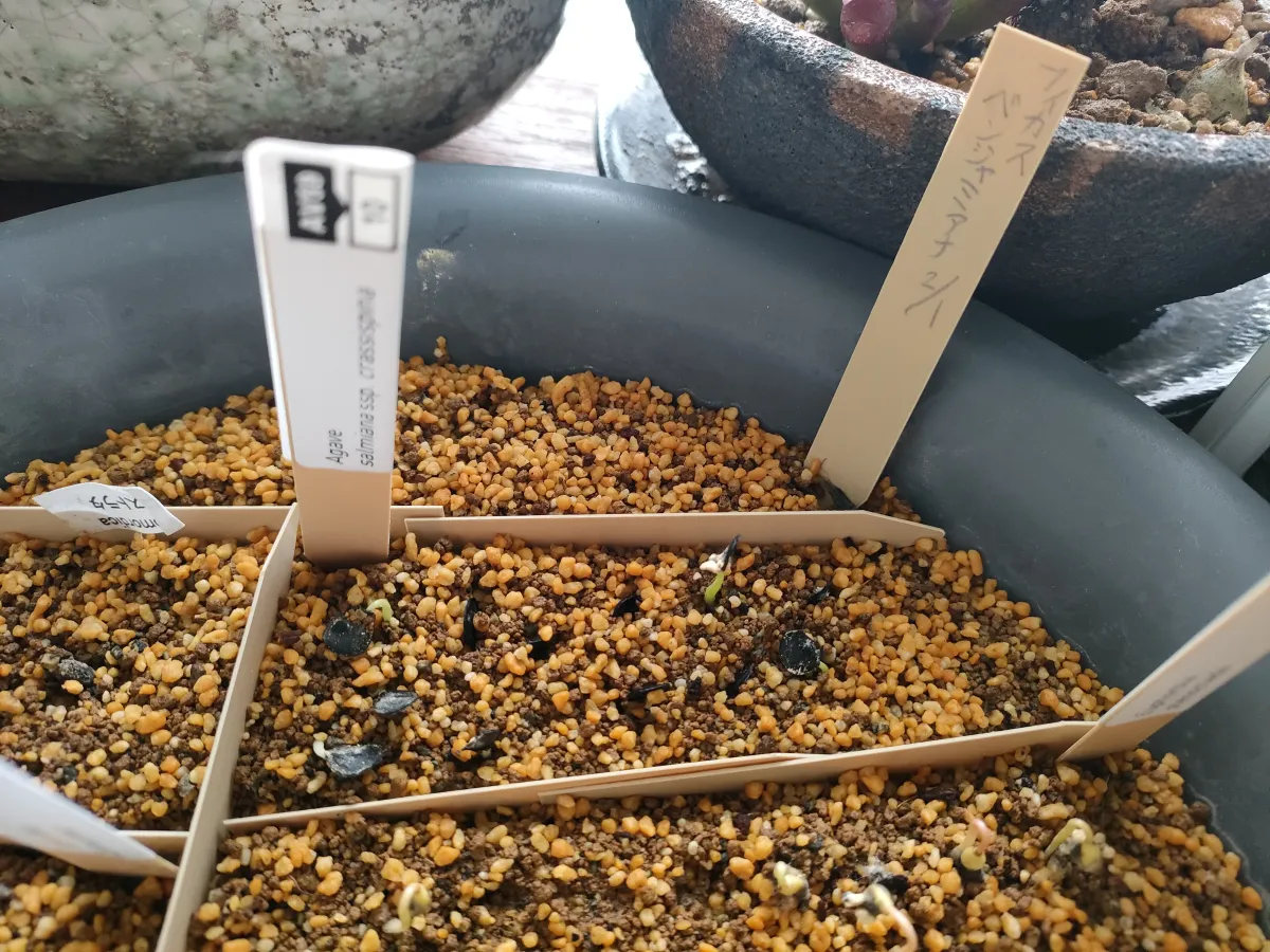 Agave salmiana subsp. salmiana (アガベ サルミアナ)