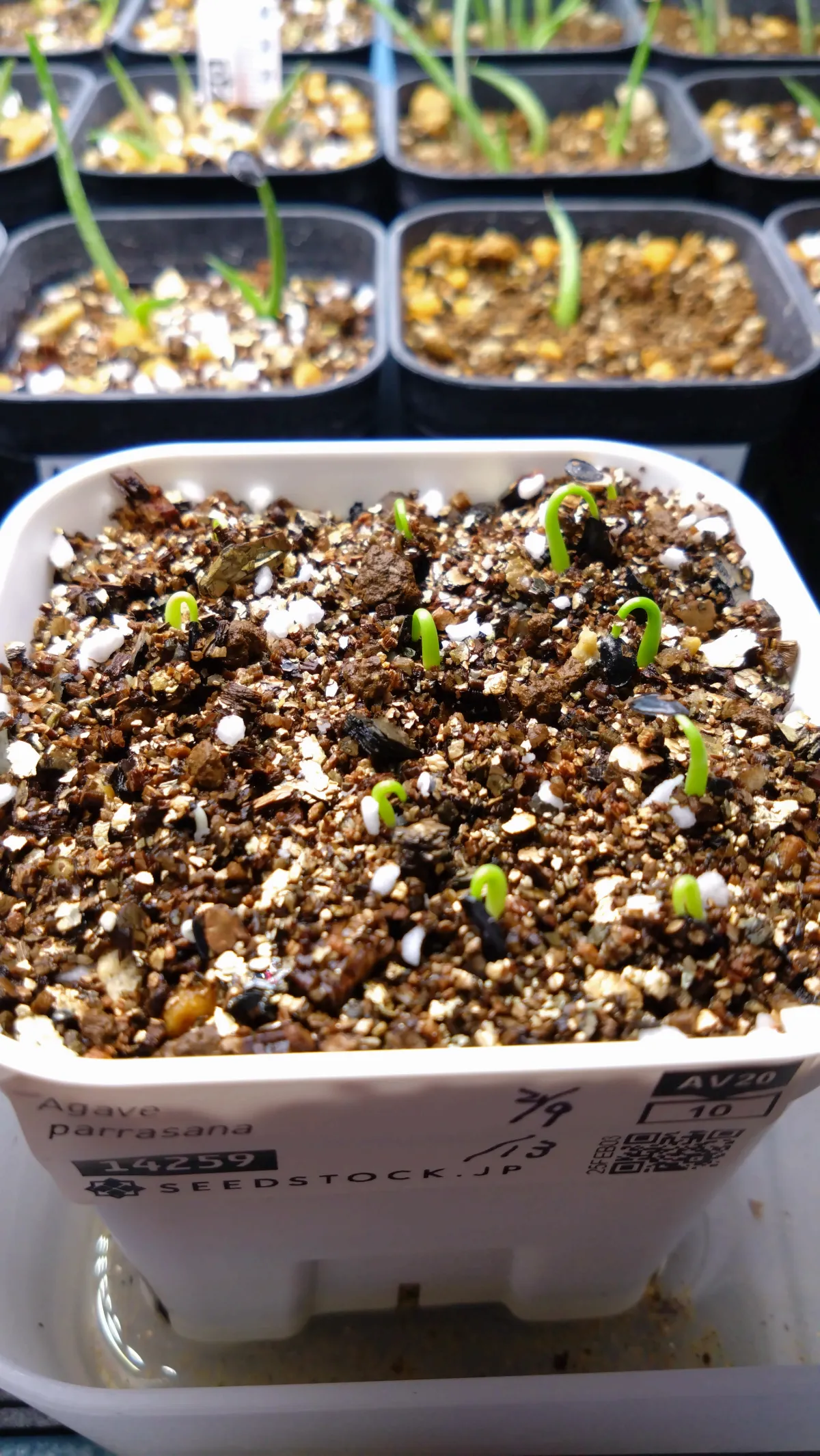 Agave parrasana (アガベ パラサナ)