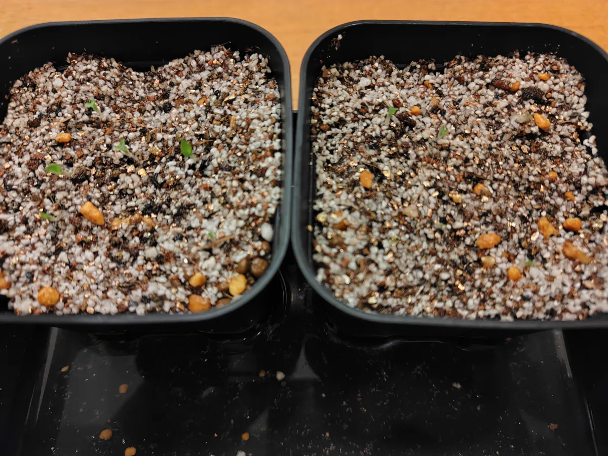 Chlorophytum orchidastrum 'Princess Mabel' (クロロフィツム プリンセス メイブル)