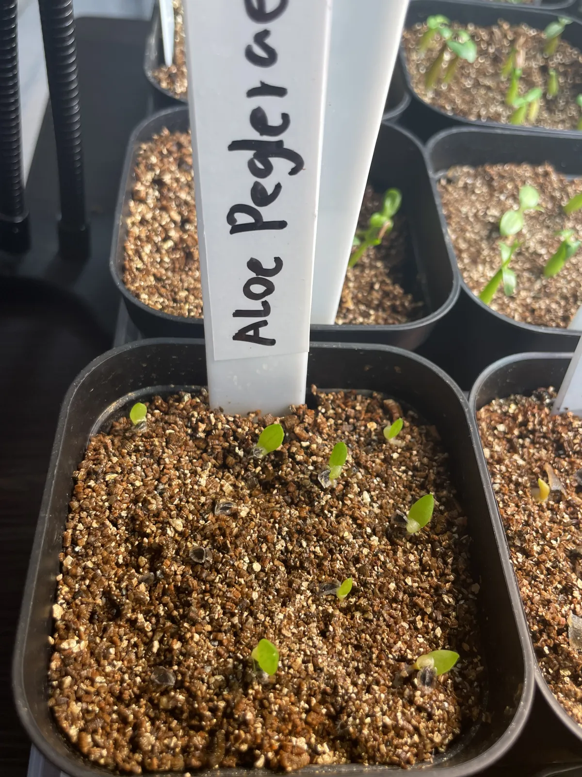 Aloe peglerae (アロエ ペグレラエ)