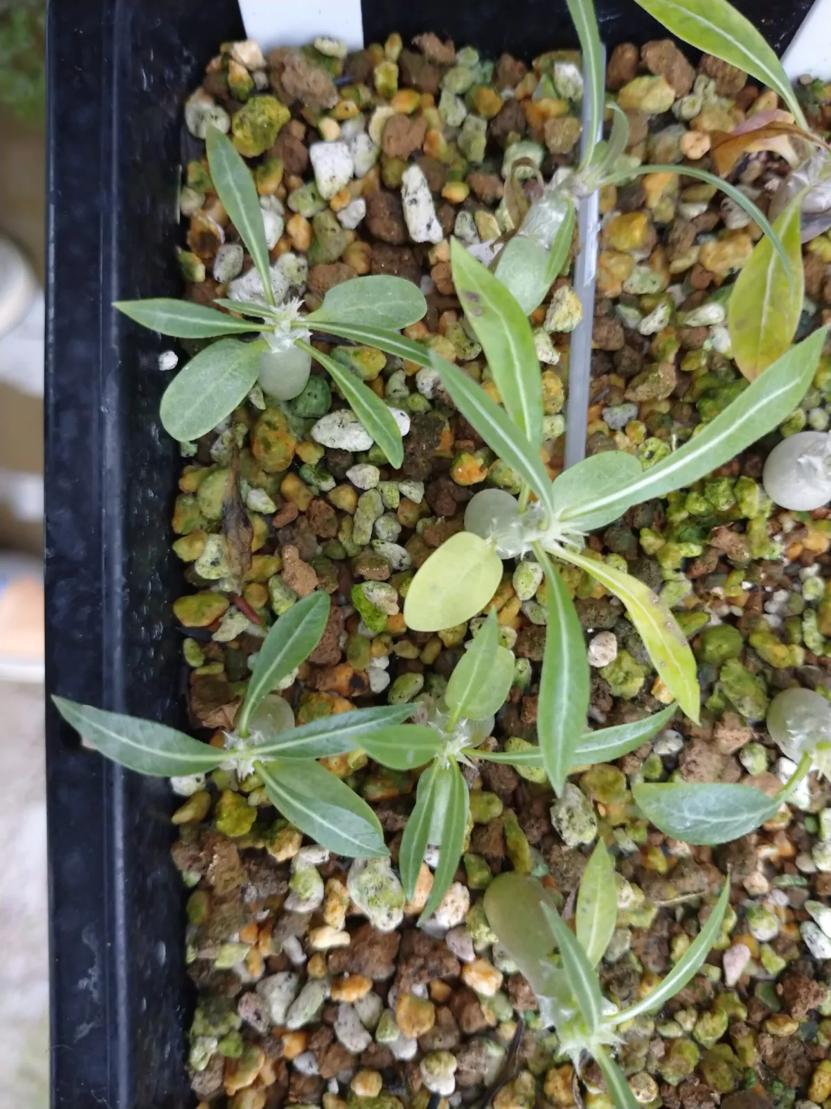 Pachypodium rosulatum ssp. rosulatum (パキポディウム ロスラーツム)
