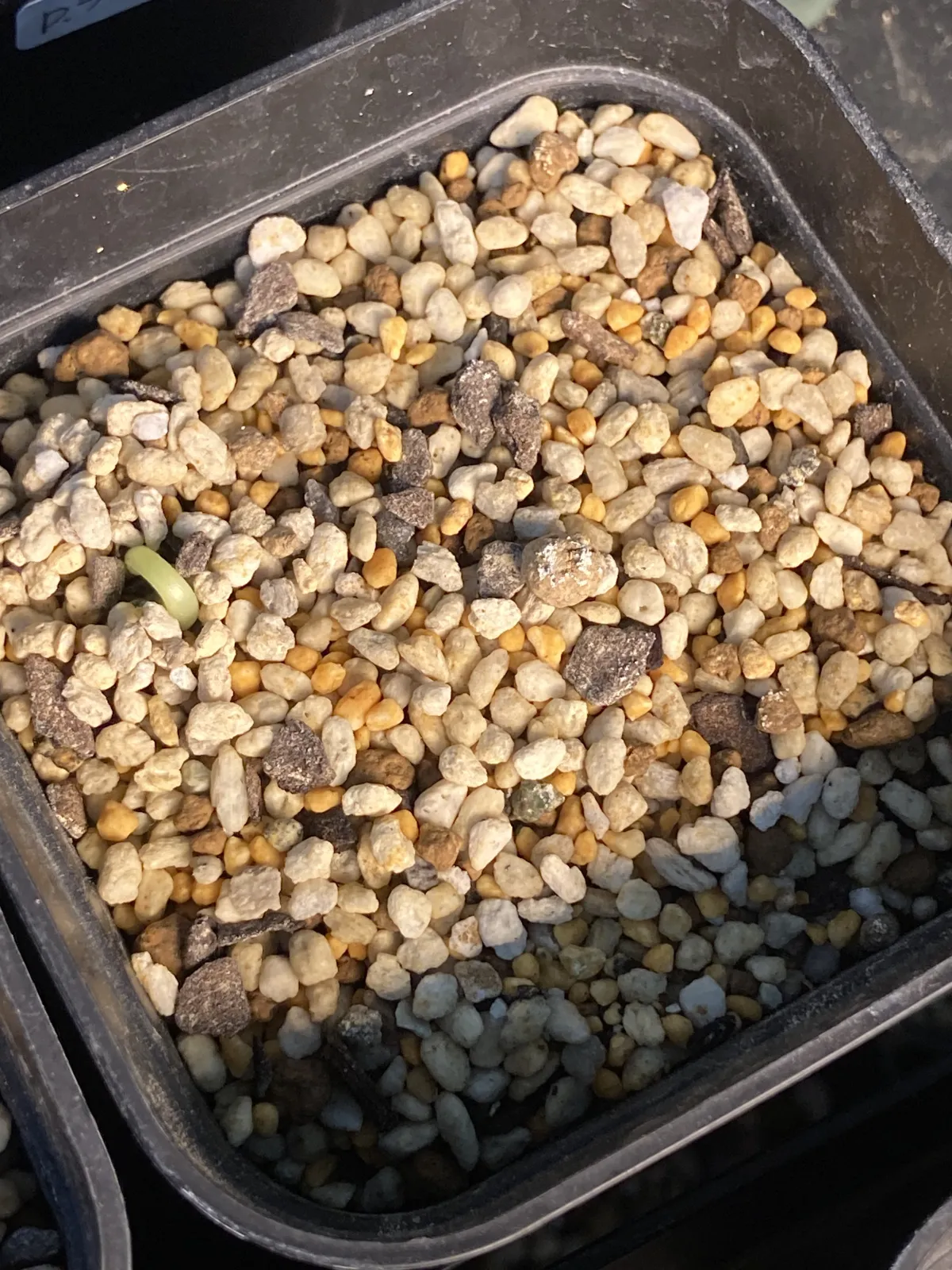 Cyphostemma juttae (キフォステンマ ユッタエ)