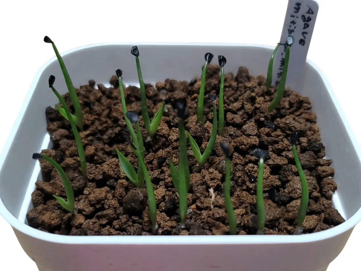 Agave mitis var. mitis (アガベ ミティス)