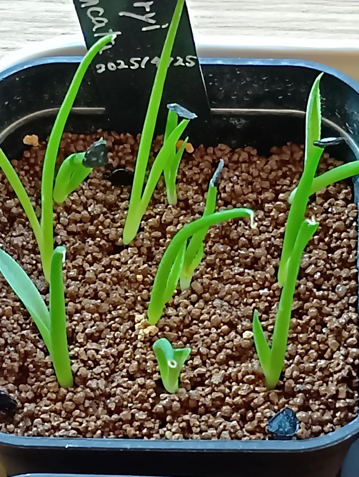 Agave parryi subsp. parryi (アガベ パリー)