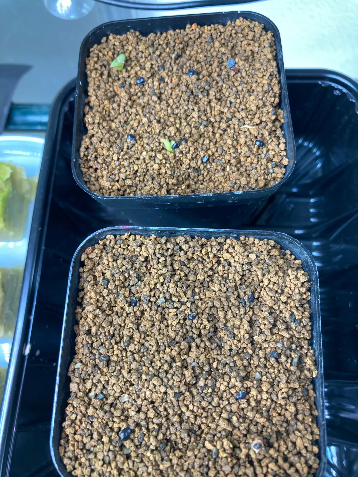 Pachycereus hollianus 'Rojo' (パキセレウス ホリアナス ロホ)