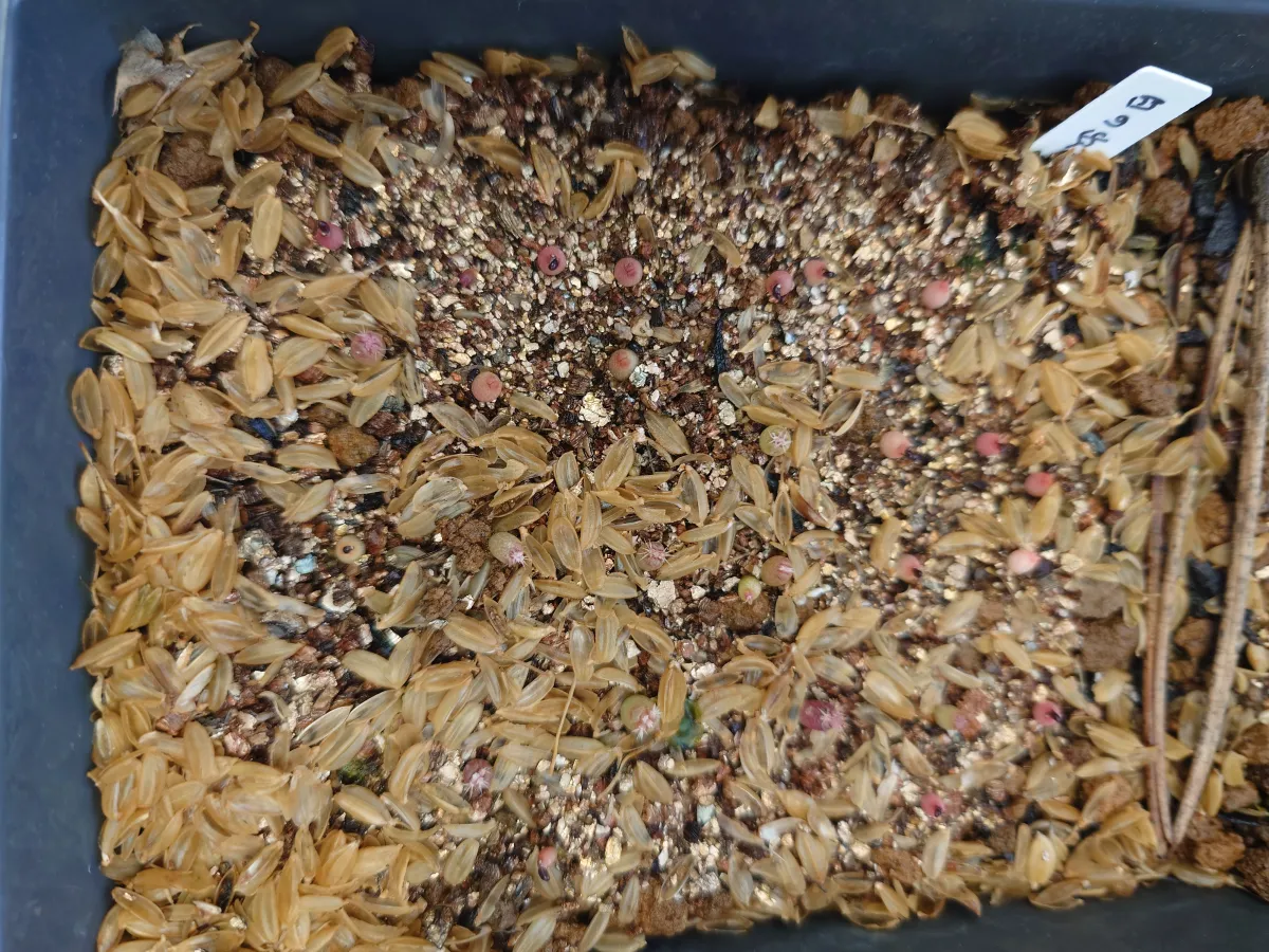 Ferocactus latispinus (フェロカクタス ラティスピナス 日の出丸)